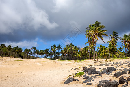 摩埃巨型石像东岛Anakena海滩棕榈树棕榈蓝色旅行天堂海洋石像海岸假期森林照片背景