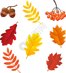 微型橡子秋色叶子白色橡子宏观花圈收藏生长橡木棕色力量插画