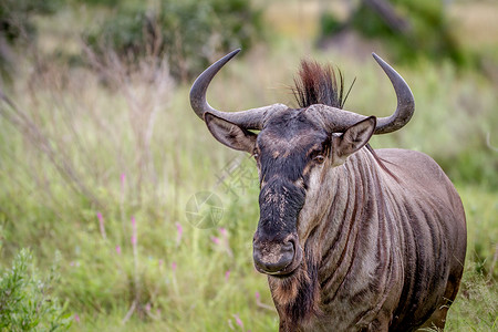 转角牛羚自然生态旅游高清图片
