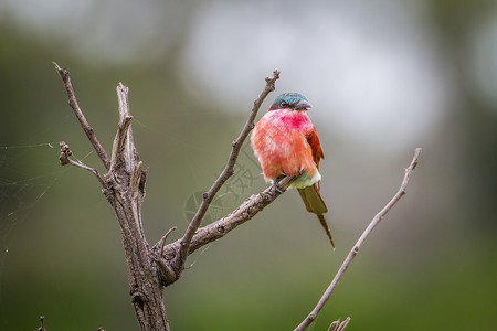 南方的吃蜂人坐在树枝上国家旅游鸟类动物群蜂鸟荒野森林物种动物胭脂红背景图片