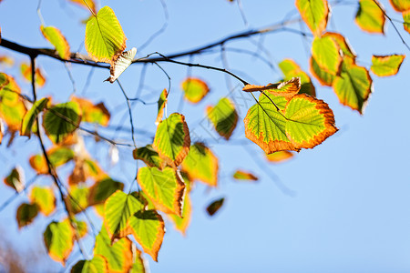 叶子蓝色的天空天空秋天初秋在公园色彩草地蓝色戏剧性国家橙子季节叶子树木岩石背景