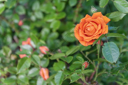 橙色树丛树丛上的橙色玫瑰 顶层风景叶子植物学植物群花瓣衬套墙纸植物紫丁香季节花园背景