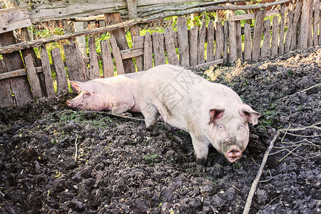 猪圈里的猪农场哺乳动物鼻子动物团体猪舍食物家畜粉色小猪背景图片