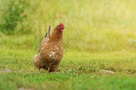 红色棕色的鸡在草地上奔跑食物红色场地家禽农场白色家畜女性绿色乡村背景