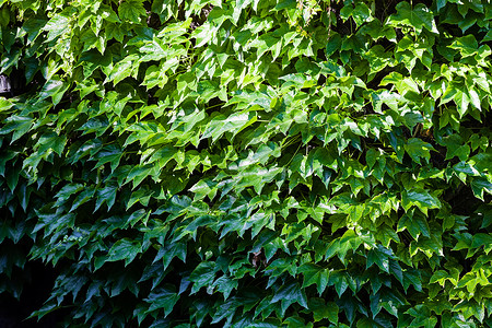 绿叶藤蔓季节生态晴天植物活力公园阳光环境宏观背景图片