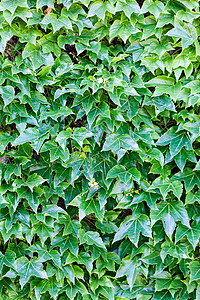 绿叶藤蔓环境绿色活力季节植物季节性生长花园多叶背景图片