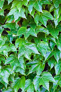 绿叶藤蔓季节性叶子绿色公园宏观植物多叶花园森林背景图片