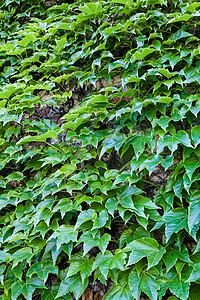 绿叶藤蔓阳光生态森林花园叶子宏观环境活力季节背景图片