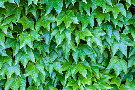 绿叶藤蔓宏观季节性环境生态阳光花园晴天活力植物背景图片