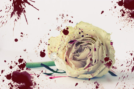 鲜血中的白玫瑰红色花瓣伤害白色疼痛青少年孤独悲伤背景