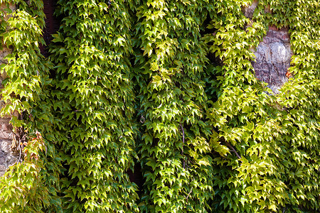 绿叶藤蔓植物多叶花园公园活力绿色季节环境叶子背景图片
