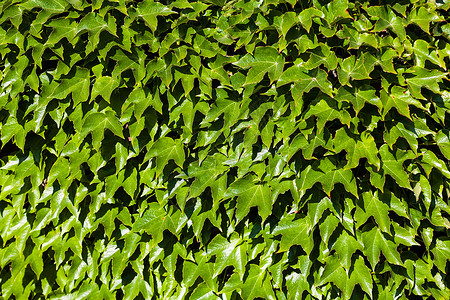 绿叶藤蔓生长绿色植物森林叶子多叶公园季节季节性背景图片