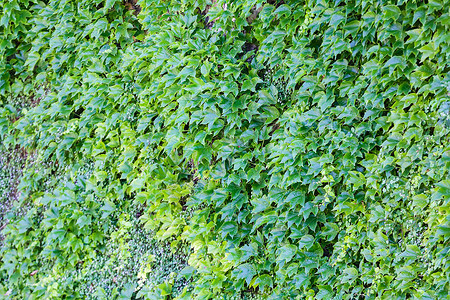 绿叶藤蔓植物宏观森林绿色活力公园季节季节性环境背景图片