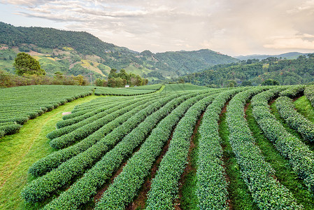 清晏园绿色茶叶种植园景观场地农田阳光植物群收成栽培文化植物旅游景点背景