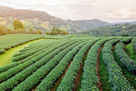 清晏园绿色茶叶种植园景观栽培晴天植物文化农业收成天空橙子风景花园背景
