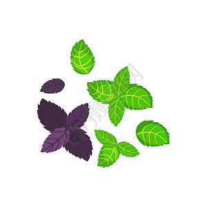 罗勒密山新鲜的绿色罗勒叶图标 白色背景上孤立的罗勒叶矢量图标标志的平面图解草本植物食物营养芳香农业植物疗法调味品花园蔬菜插画