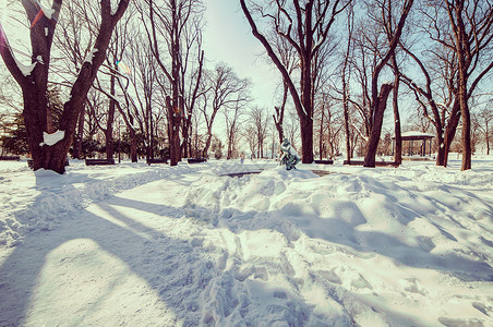 雪下城市公园森林白色树林衬套季节太阳雪花分支机构日落阳光背景图片