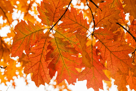 秋天初秋在公园戏剧性国家岩石旅行天空橙子色彩森林季节太阳背景图片
