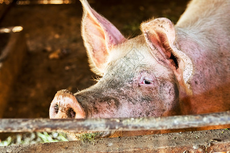 猪圈里的猪团体小猪鼻子猪舍猪肉农场家畜粉色动物乡村背景图片