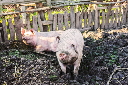 猪圈里的猪粉色哺乳动物乡村小猪猪舍动物鼻子家畜食物农场背景图片