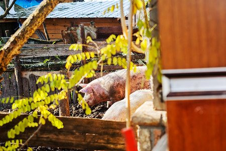 猪圈里的猪小猪家畜农场粉色哺乳动物猪舍乡村动物团体食物背景图片