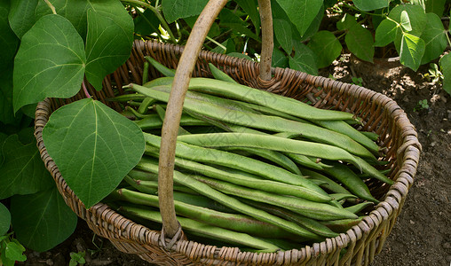 填满了新鲜采摘的豆子的圆篮子叶子柳条豆类收成蔬菜乡村绿色藤蔓菜豆食物背景图片