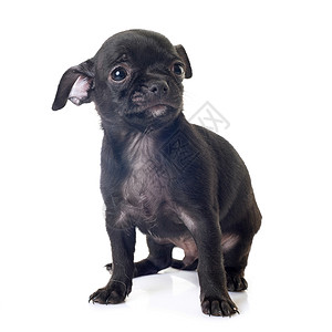 演播室里的小小狗吉娃娃黑色小狗工作室短发动物宠物背景图片