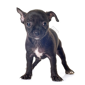 演播室里的小小狗吉娃娃宠物黑色工作室动物小狗短发背景图片