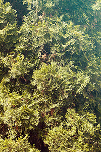 树图白色崖柏植物群叶子墙纸植物针叶绿色公园树篱背景图片
