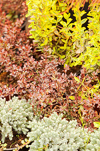 家居植物花园房间房子叶子盆栽园艺棕色草本植物绿色花盆背景图片