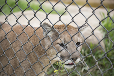 豹狮山狮狮子哺乳动物动物捕食者荒野濒危毛皮同色生物棕褐色食肉背景