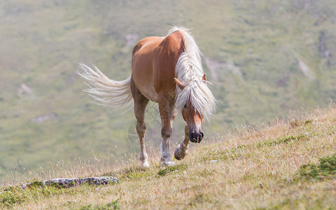 马林山美丽的 haflinger 马在阿尔卑斯山蒂罗尔山脉动物哺乳动物金发女郎拳头鬃毛天空山峰假期小马多云背景