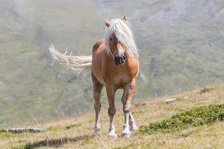 马林山美丽的 haflinger 马在阿尔卑斯山蒂罗尔山脉山峰哺乳动物假期天空动物多云金发女郎鬃毛拳头小马背景