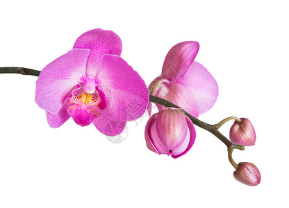 白上孤立的兰花植物群紫色粉色白色红色植物植物学花瓣热带脆弱性背景图片