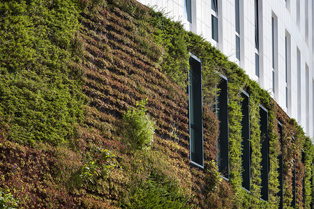荷兰首都鹿特丹绿色生态墙叶子框架植物生活公寓办公室窗户植被墙壁花园背景