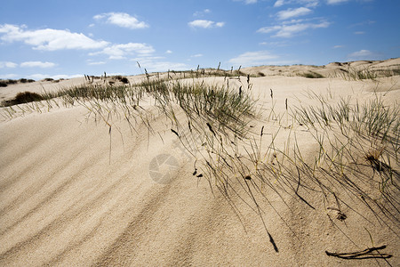沙丘和一些草草天空海滩阳光背光爬坡背景图片