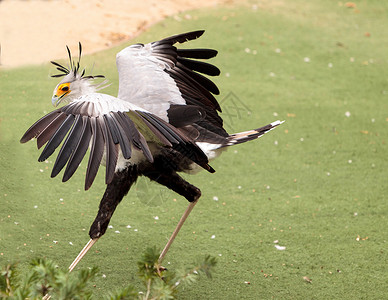 草原蛇头海豹Sagittarius鸟类动物大鸟背景图片