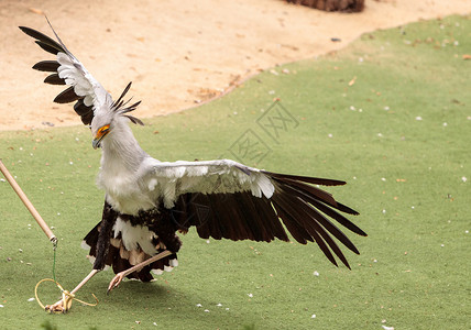 草原蛇头海豹Sagittarius鸟类动物大鸟背景图片
