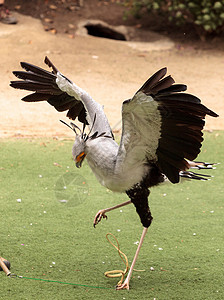 跺脚草原蛇头海豹Sagittarius鸟类动物大鸟背景