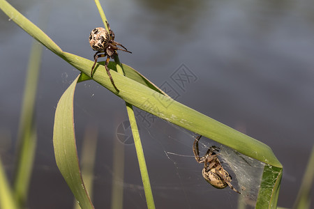 蜘蛛野生动物标题昆虫宏观网络动物背景图片