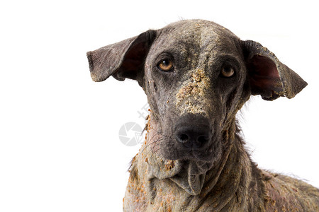 与狗有关素材近距离面对狗病麻风病的面孔 与白背肠有关的皮肤问题身体犬类疼痛帮助皮炎小狗地面哺乳动物流浪毛皮背景