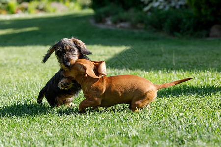 萨达克棕色达克肖德与其它狗一起在夏花花园玩耍的可爱女性 欧洲冠军 育种站 绿草上户外肖像香肠晴天褐色打猎绿色犬类动物头发成人宠物背景