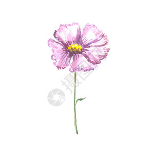 紫色手绘花瓣白色背景上孤立的叶子的明亮水彩花邀请函刷子生日植物群卡片横幅季节紫色艺术花瓣背景