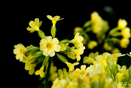 紧贴的 Oxlip 开花般真实的 Oxlip 肖像植物群宏观绿色自然植物花朵春假牛粪牛皮背景图片