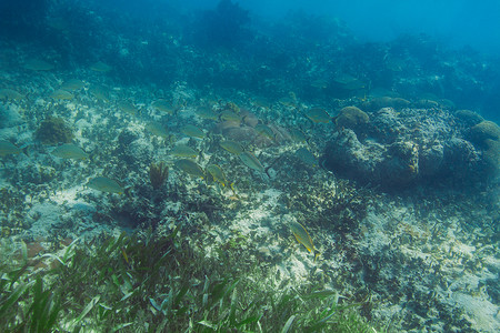 加勒比语海洋生物盐水高清图片