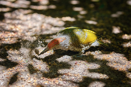 红冠啄木鸟动物阶段羽毛般的高清图片