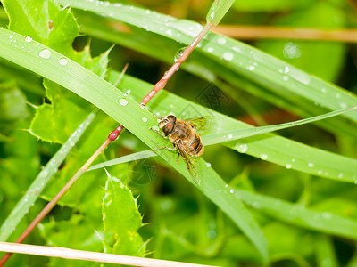 一个悬浮的苍蝇 紧贴在绿叶上 湿雨水高清图片