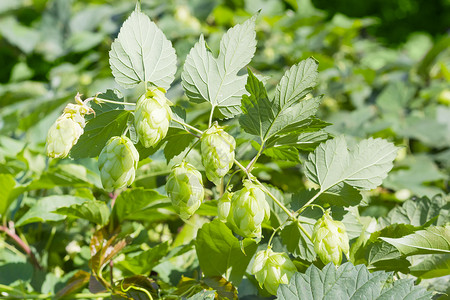 稳定剂树叶和种子锥的花枝花园产品频闪食物草药植物啤酒饮料收成农业背景