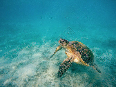 大型成人绿色海龟濒危海滩龟类爬虫呼吸管水族馆环境假期浮潜热带图片