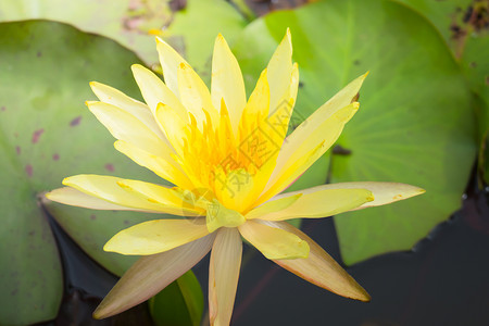 五颜六色的花的背景图片植物群花瓣生长季节粉色紫色植物花束宏观背景图片